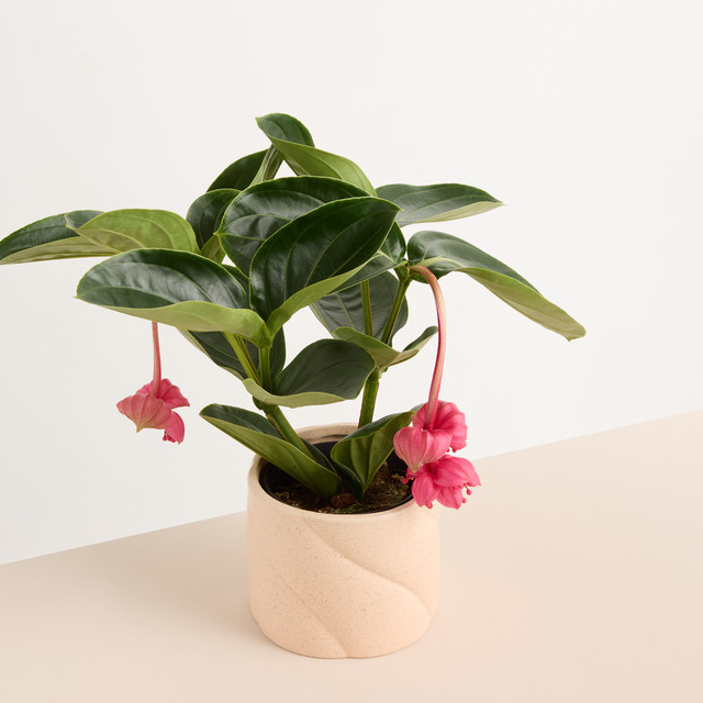 Keramik Übertopf Blume2000 in Apricot, Orange und Beige, rund, Höhe: 15 cm, Durchmesser: 13 cm - Bild 1