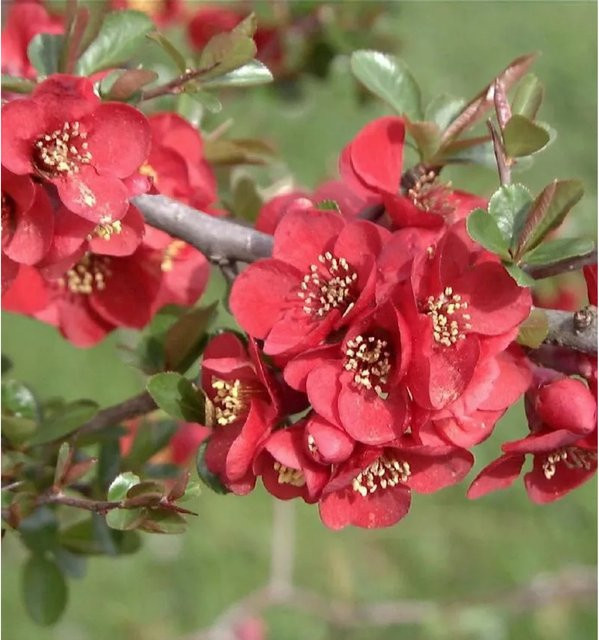 Zierquitte Hollandia Chaenomeles roter Zierstrauch, Höhe: 40-60 cm - Bild 1