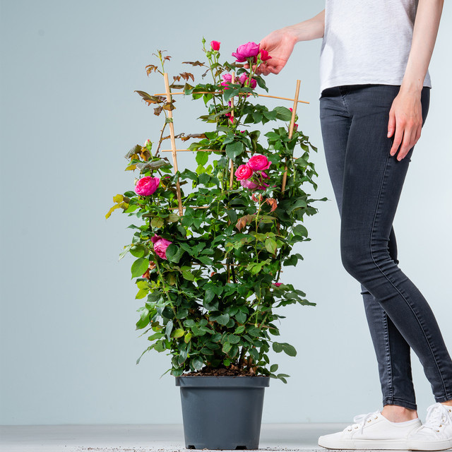 Kletterrose Fruity Parfuma von BLUME2000 in Rosa mit Blütezeit von Juni bis September - Bild 1