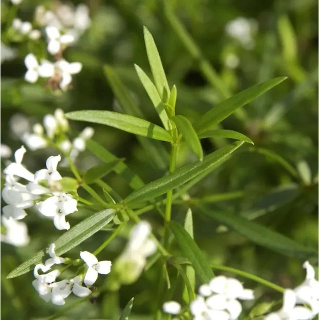 Färber-Meier Asperula tinctoria - Weiße zierende Staude für Freiland und Kübelpflanzung - Bild 1