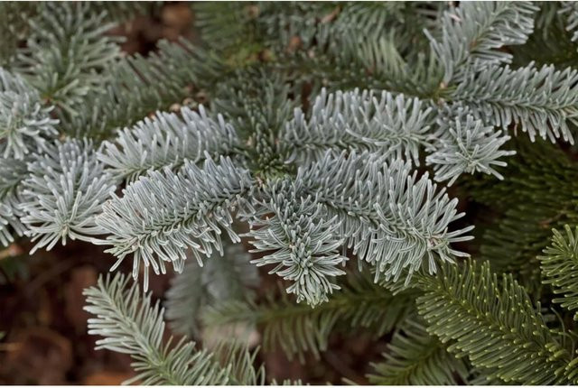 Abies Procera Glauca Edeltanne Blaugrün, 20–30 cm - Bild 1