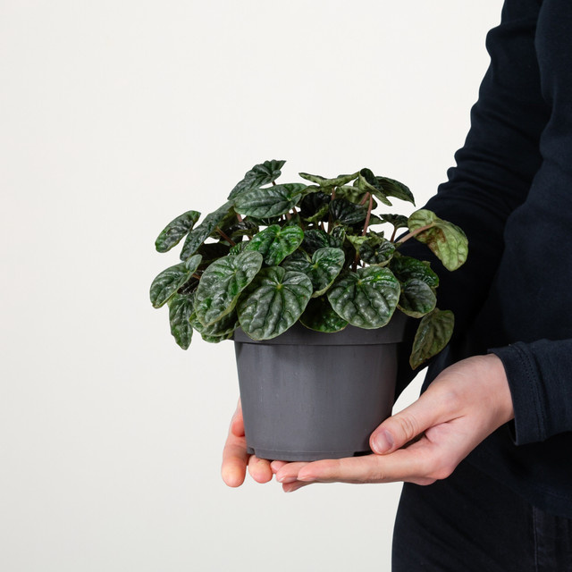 Peperomia Caperata Zimmerpflanze von BLUME2000 - Bild 1