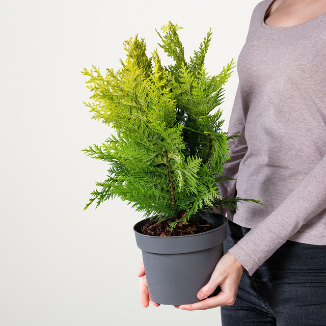 Scheinzypresse Ivonne Chamaecyparis lawsoniana von BLUME2000 für deinen Garten und als Hecke - Bild 1
