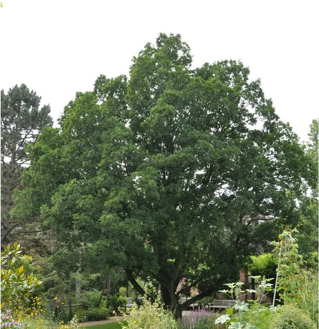 Quercus turneri Wintergrüne Eiche für den Garten, Höhe: 60-80 cm - Bild 1