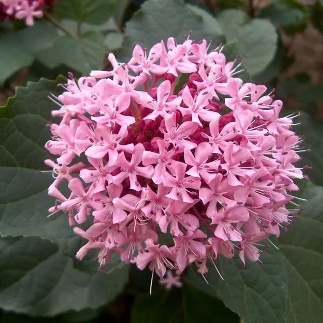 Arborix Losstrauch Clerodendrum bungei mit duftenden pinken Blüten, Höhe: 50 bis 60 cm - Bild 1