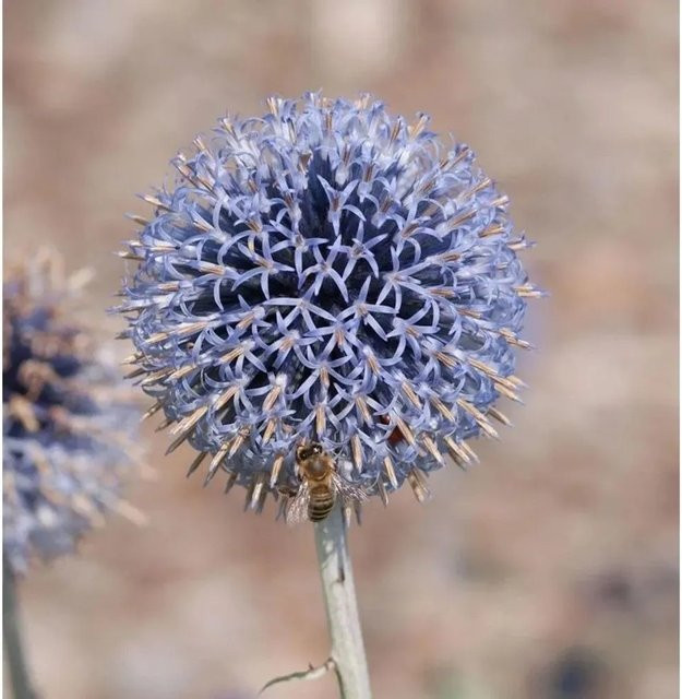 Echinops ritro Kugeldistel Veitch Blue als blaue Gartenstaude und Schnittblume - Bild 1