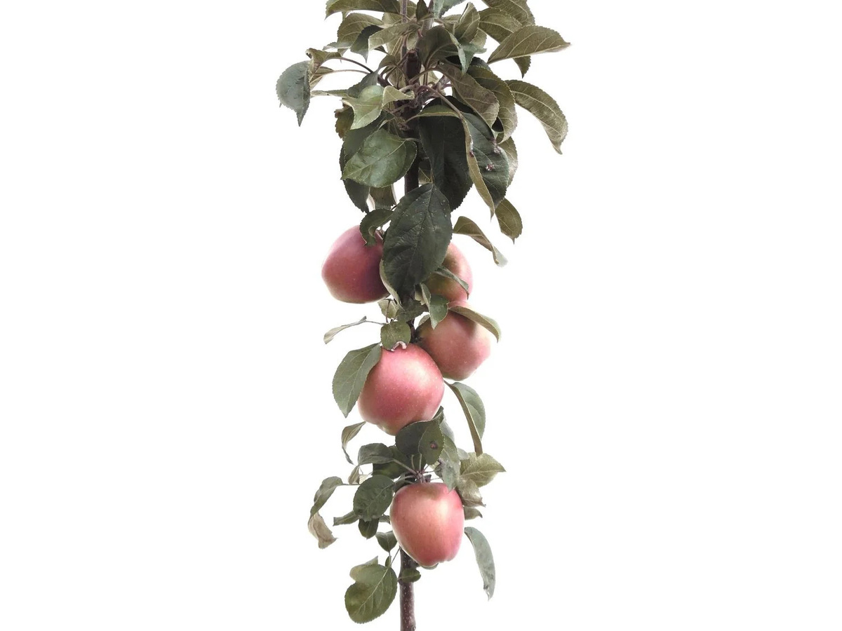 Apfelbaum Starcats Malus domestica Säulenobst mit süßsäuerlichen Früchten für Balkon und Kübel - Bild 2