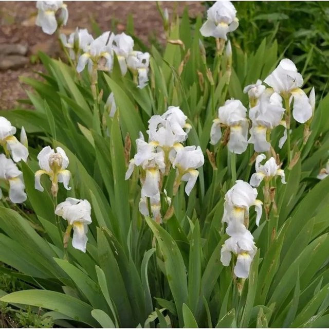 Florentiner Schwertlilie Iris germanica in Weiß von Nr-01.de - Bild 1