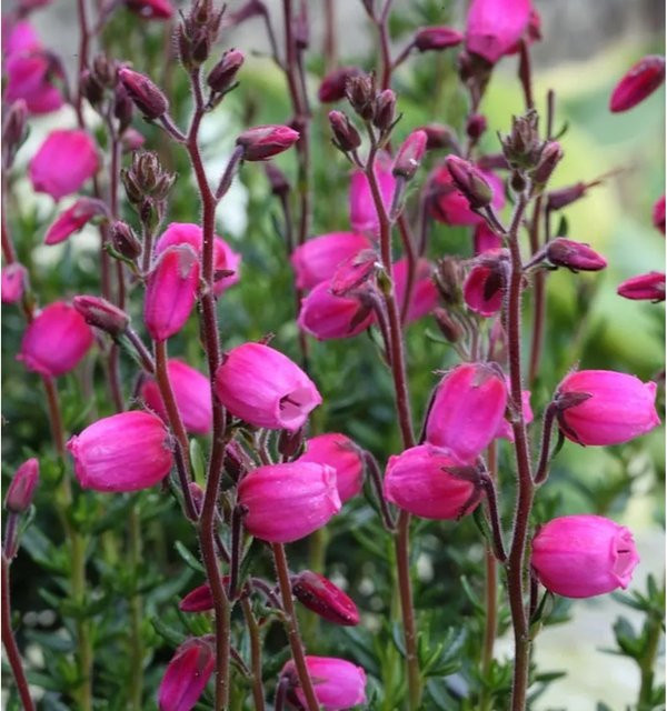 10x Irische Heide Daboecia cantabrica als Bodendecker in Pink und Violett - Bild 1