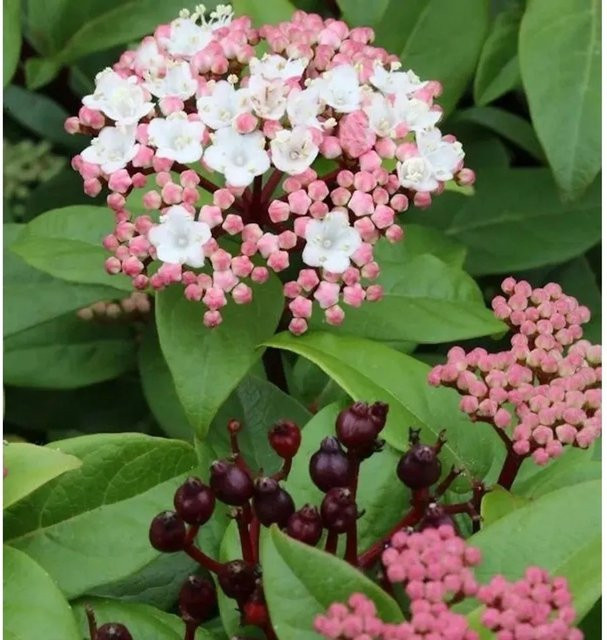 Viburnum tinus Mittelmeer-Schneeball Purpurea Hochstamm als Garten- oder Kübelpflanze mit weißen und rosa Blüten - Bild 1