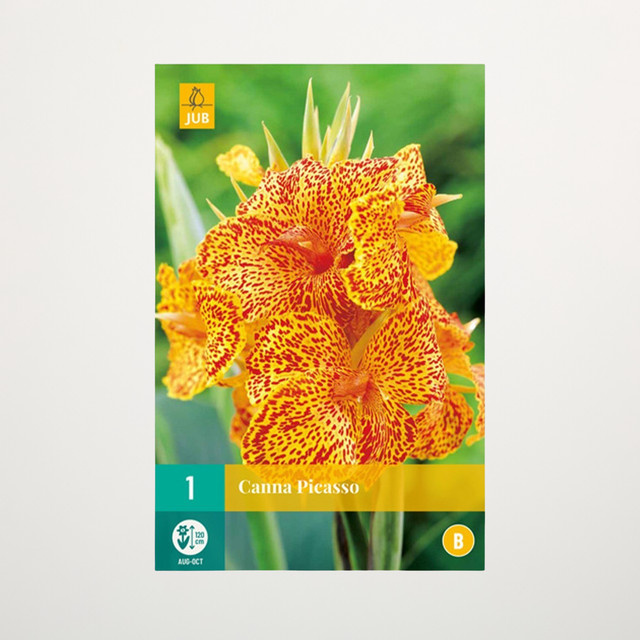 Canna Picasso Knolle für Blumenbeet, Kübel, Balkon und Terrasse von BLUME2000 - Bild 1
