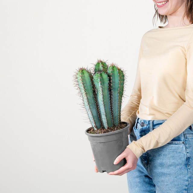 Säulenkaktus Cereus Forbesii von Blume2000 in Grün - Bild 1