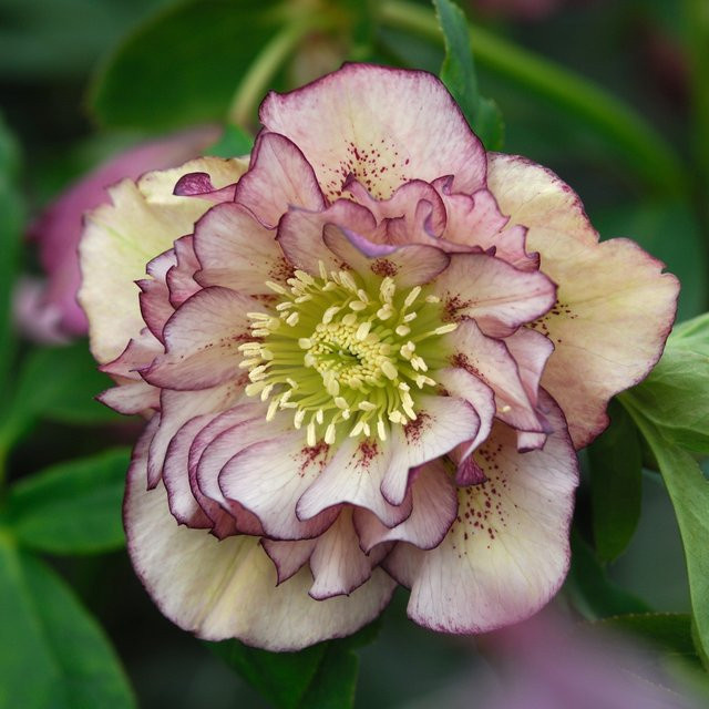 Lenzrose Double Ellen Picotee Helleborus, violett-gelb-grün, winterharte Staude - Bild 1
