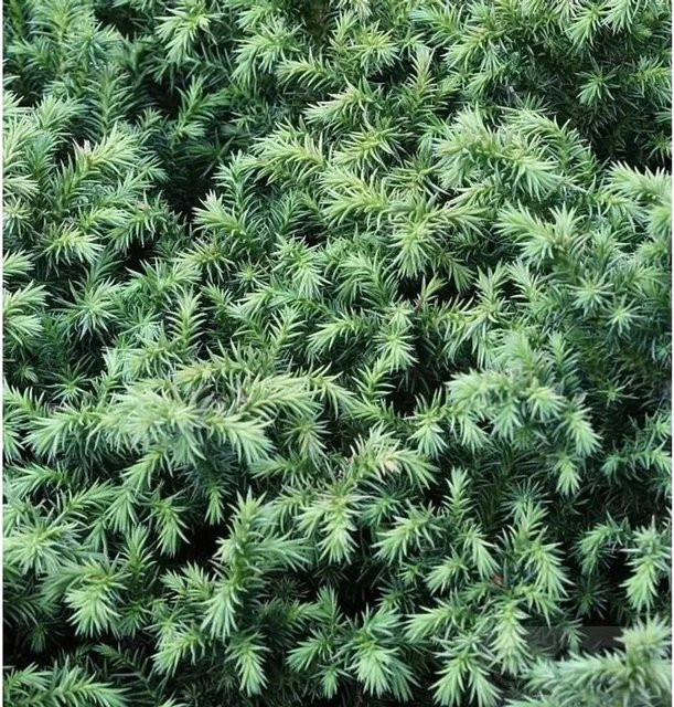 Sicheltanne Cryptomeria japonica Vilmorin Gold in Gold und Grün, Höhe: 20-25 cm - Bild 1