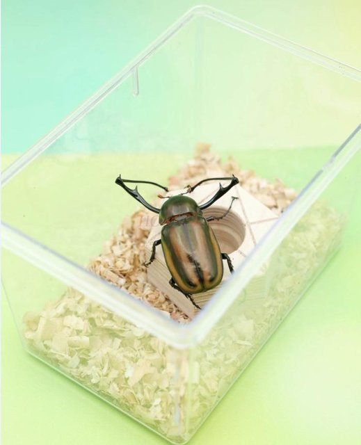 Binchi Outdoor Product Käfer Japanischer Nashornkäfer Zuchtbox, Futterbox, Larvenfach - Bild 1