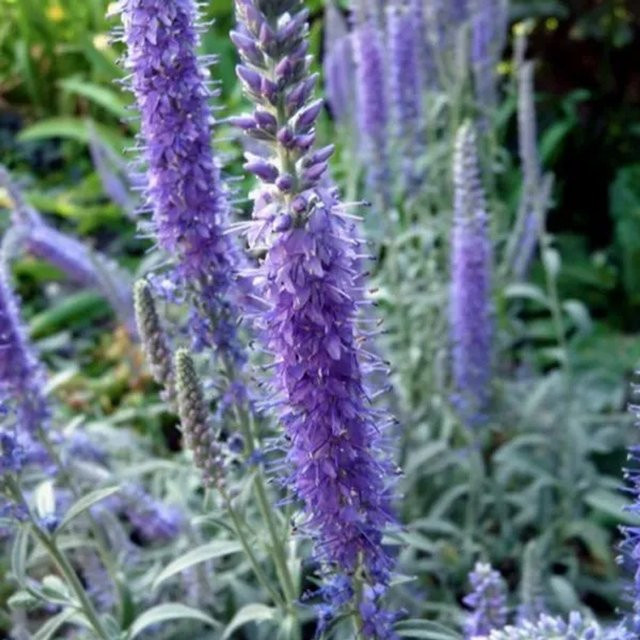 6er Set Arborix Ehrenpreis Incana Veronica spicata als mehrjährige Schnittblume in Blau oder Violett, Topfgröße 9 cm - Bild 1