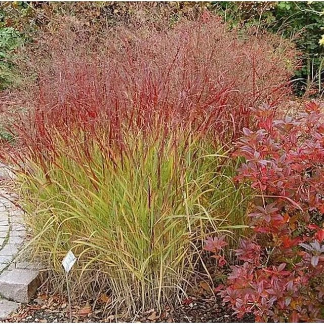 Rutenhirse Shenandoah Panicum virgatum als mehrjährige Zierpflanze für den Garten in Graugrün und Rotbräunlich - Bild 1