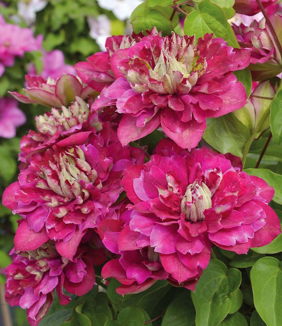 Clematis Hot Kisses Rosefarbene Clematis Pflanze - Bild 1