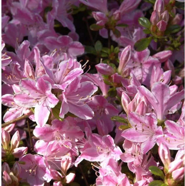 Japanische Azalee Kermesina Rose Rhododendron obtusum in Rosa, Höhe: 50-60 cm - Bild 1