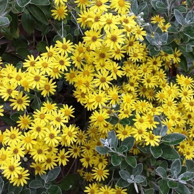 Arborix Brachyglottis Sunshine Zierstrauch mit silbrig-gelbem Laub im Container, 20 bis 30 cm - Bild 1