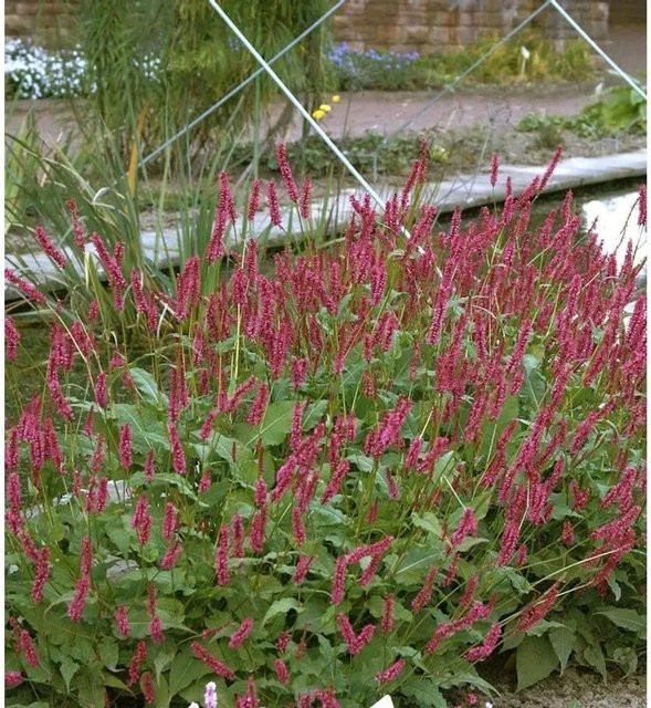 Persicaria amplexicaulis Kerzenknöterich Atropurpureum pink als mehrjährige Schnittblumenpflanze für den Garten - Bild 1