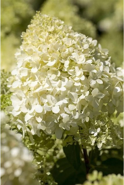 Hydrangea Paniculata Rispenhortensie Magical Mont Blanc in Weiß, Höhe: 100-125 cm - Bild 1