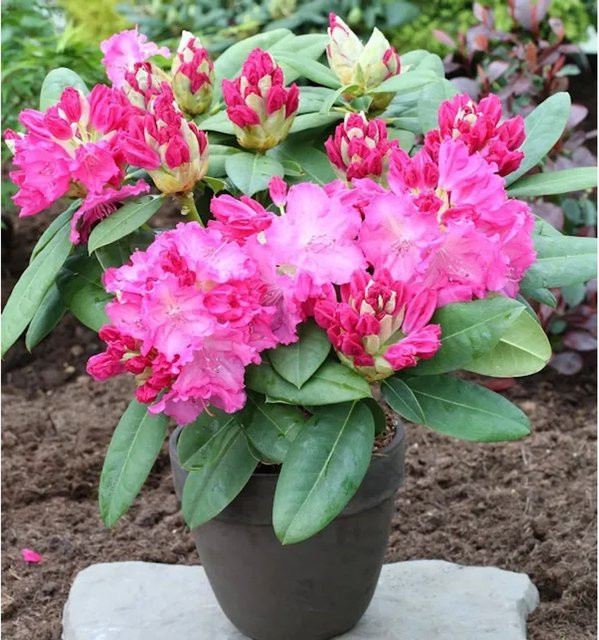 Großblumiger Rhododendron Germania Alpenrose in Pink von Nr-01.de - Bild 1
