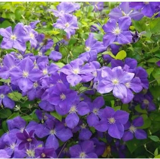 Clematis Waldrebe Jackmann Superba Blau Kletterpflanze 125-150 cm - Bild 1