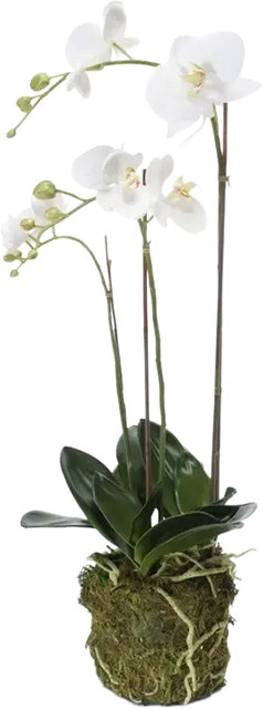 Künstliche Orchidee Marie von Aplanta, Höhe: 70 cm - Bild 1