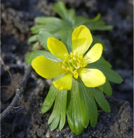 Winterling Eranthis hyemalis gelbe Staude als Bodendecker für Garten und Naturgarten