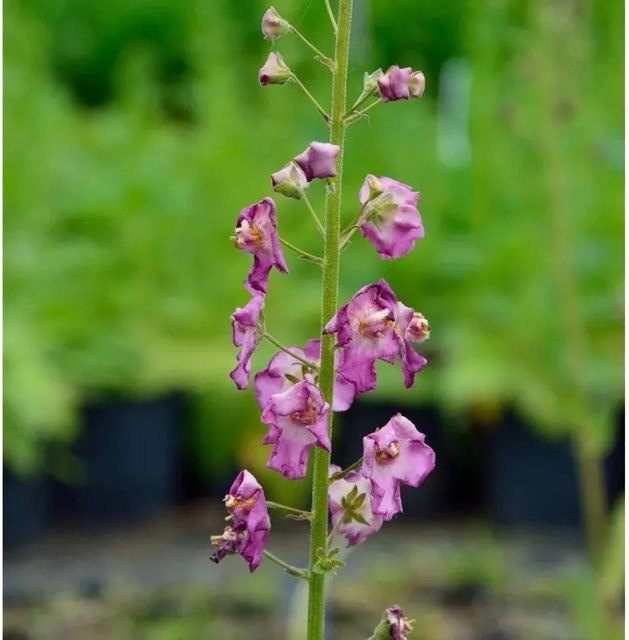Phönizische Königskerze Verbascum phoeniceum als mehrjährige Pflanze in den Farben Violett, Rosa, Weiß und Purpur - Bild 1