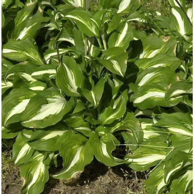 Hosta undulata Schneefeder Funkie Univittata grüne Staude im Topf - Bild 1