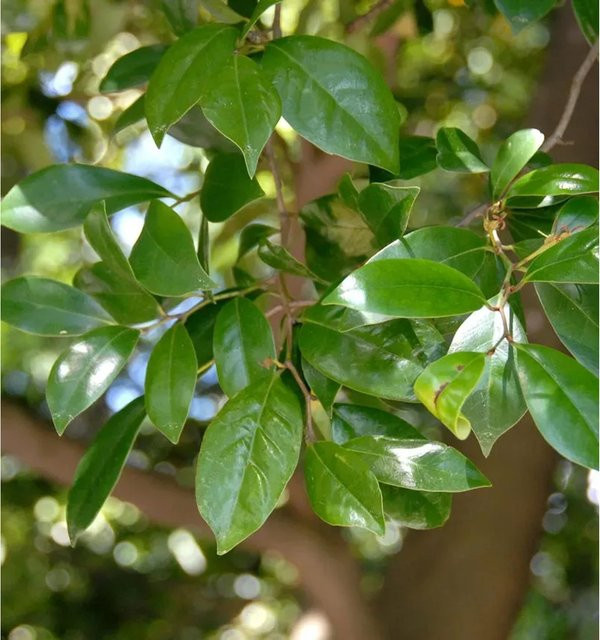Distylium Coppertone Braunheckenstrauch, Höhe: 30-40 cm - Bild 1