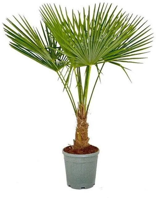 Sunny-Tree Trachycarpus Fortunei Chinesische Fächerpalme, grün, Stammhöhe: 120 bis 140 cm, Topfpflanze, winterhart bis -18°C - Bild 1