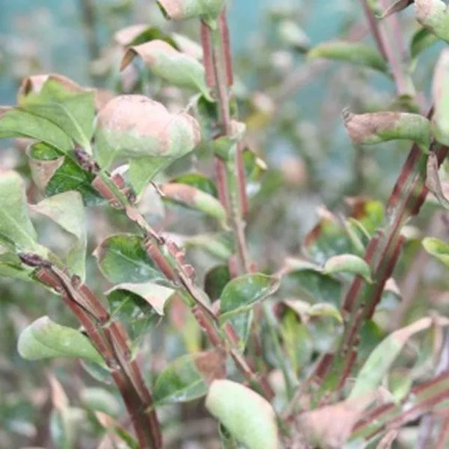 Arborix Korkflügelstrauch Euonymus alatus mit Herbstfärbung im Container, grün, Höhe: 30 bis 40 cm - Bild 1