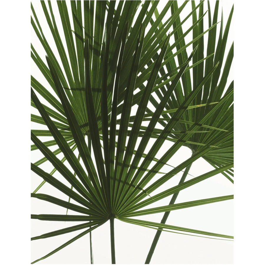 Komar Wandbild Palmtree Leaves in Grün, B: 40 cm, H: 50 cm - Bild 2