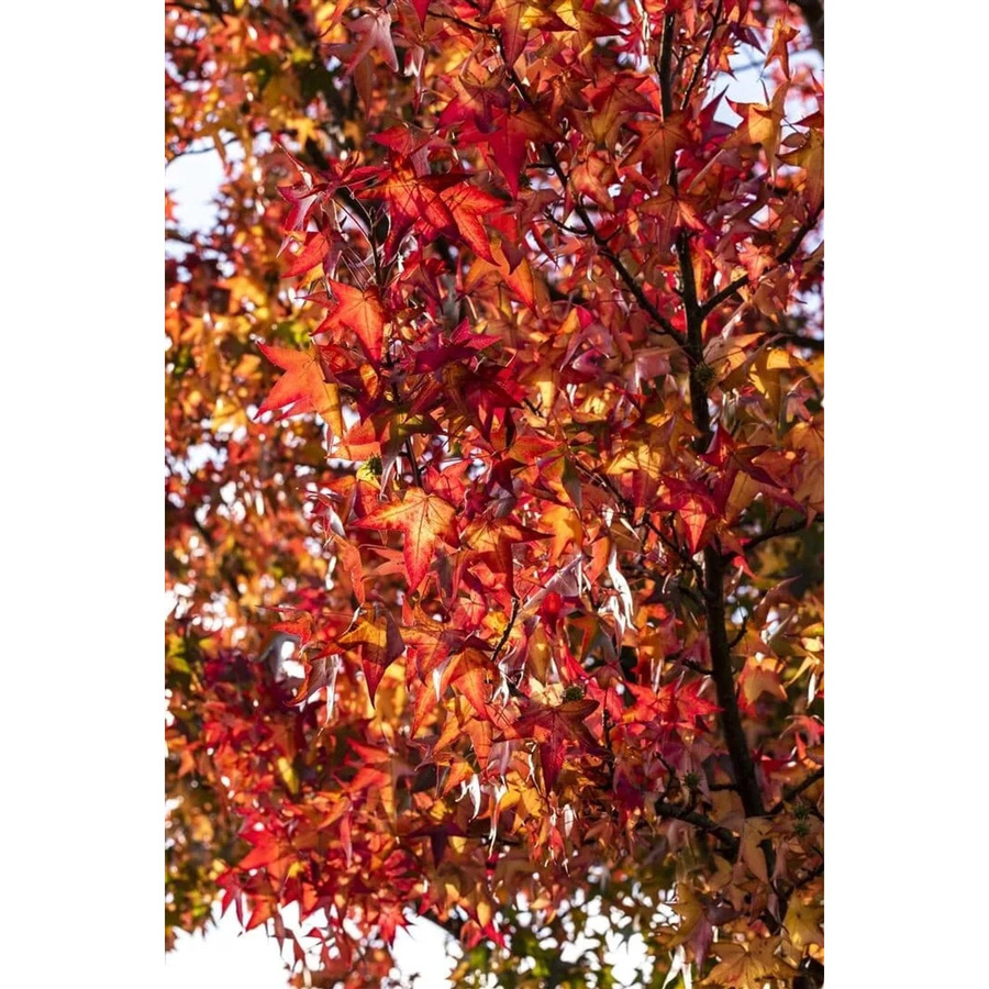 Liquidambar Styraciflua Worplesdon Amberbaum von Pflanzen für dich, Höhe: 80–100 cm - Bild 2