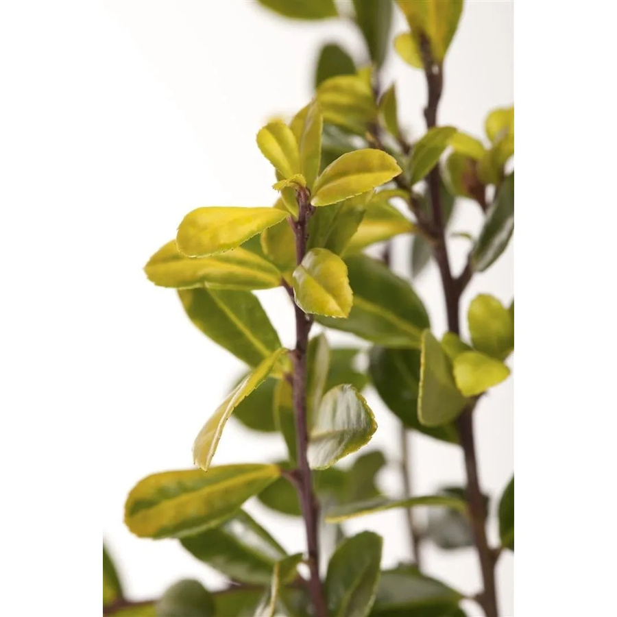 Ilex Crenata Golden Gem Japanische Stechpalme Goldgelb 20–25 cm - Bild 2