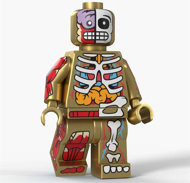Anime Muskel Anatomie Skelett Körper Actionfiguren Bausteine Spielzeug, Transparent, Bunt / Mehrfarbig - Bild 1