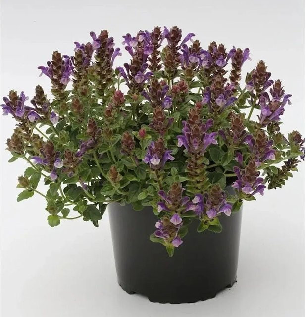 Scutellaria incana Herbst Helmkraut als outdoor Strauch für den Freilandbereich - Bild 1
