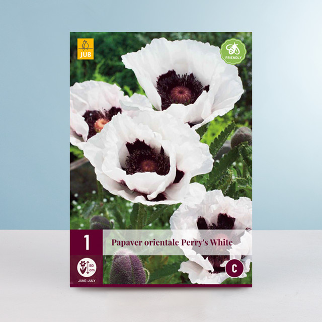 Türkischer Mohn Perry's White Wurzel von BLUME2000 für dein Staudenbeet - Bild 1