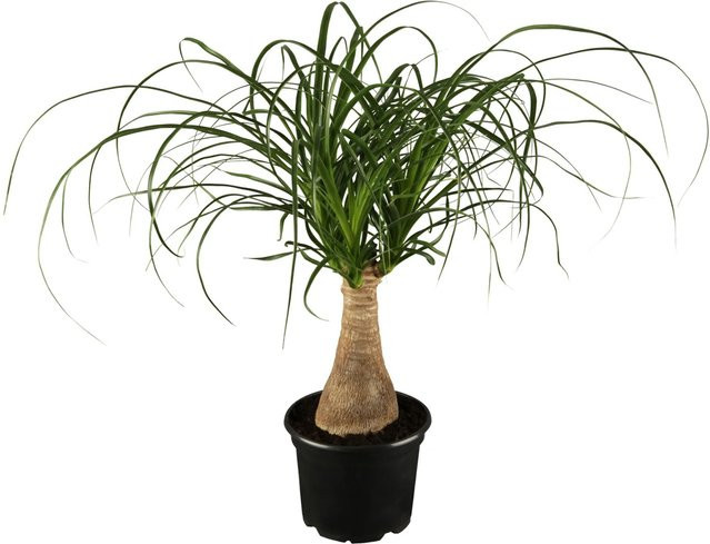 GROW by OBI Elefantenfuß Beaucarnea Recurvata im grünen Topf Ø ca. 17 cm - Bild 1
