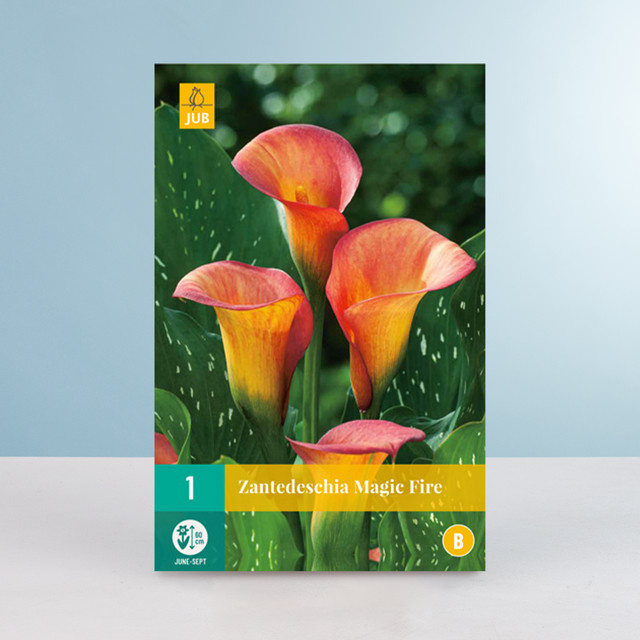 Calla Magic Fire Wurzel von BLUME2000 - Bild 1