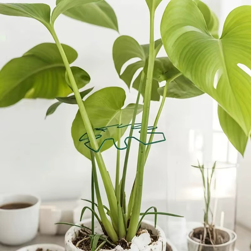 Robuster Monstera Pflanzenstützrahmen als Kletterhilfe und Blattstabilisator für hohe Zimmerpflanzen in Schwarz und Grün - Bild 2