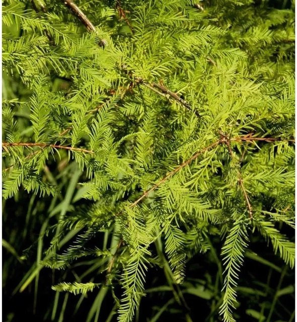 Hochstamm Zwerg Sumpfzypresse Secrest Taxodium distichum, Höhe: 80-100 cm - Bild 1