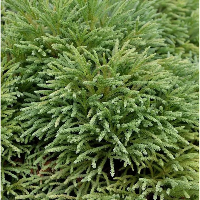 Cryptomeria japonica Japanische Sicheltanne von Nr-01.de, grüne Konifere für den Garten - Bild 1