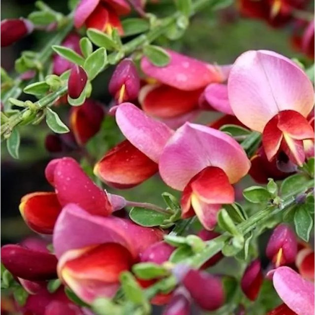 Schmuckginster Burkwood Cytisus scoparius Zierstrauch für den Garten - Bild 1
