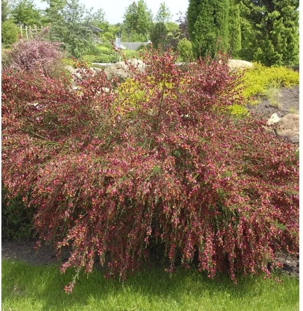 Edelginster Lena Cytisus scoparius in gelborange, Höhe: 40-60 cm - Bild 1
