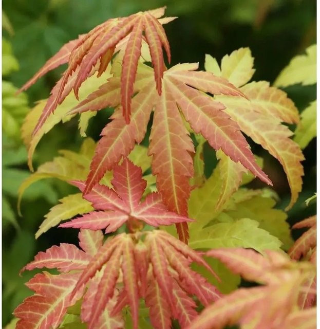 Fächerahorn Orange Dream Acer palmatum, Höhe: 125-150 cm, Farbe: Orange - Bild 1
