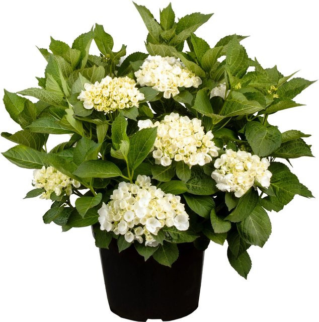 GROW by OBI Bauernhortensie Hydrangea macrophylla Weiß, Höhe: 30 - 50 cm, Topfgröße: ca. 5 cm - Bild 1